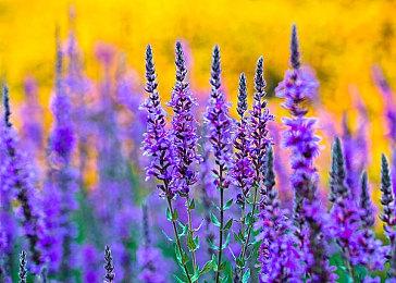 与魔物娘一同闯荡深渊世界《地心归途》抢先体验版现已开启